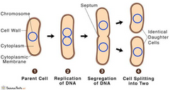 Normāls baktēriju dzīves cikls, kuru iedala replikācijas fāzē, dalīšanās fāzē un intervālā fāzē
1. Reflikācijas fāze- dubultojas cirkulārā hromosoma. Tiek iegūta jaunsintezētā hromosoma ar piesaistes punktu pie plazmatiskās...
