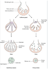 - Ja ir y hromosoma, tad attīstas serdes daļa, no biseksuālās gonādas attīstas spermatozoīdi, no epitēlijšūnām- sēklinieki. Ja nav, attīstas garozas daļa, no PGC attīstas ovogoniji, bet no epitēlijšūnām- embrionālās šūnas.