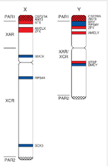 - Y hromosomā ir ļoti būtisks gēns- SRY. 
-Tas hromosomā ir lokalizēts bīstami tuvu PAR1 rajonam
-Lokācija ir būtiska, jo, lai arī x un y hromosomām krustmija parasti nav novērojama, ja tā tomēr notiek, tad tieši starp PAR1 un PAR2 ...