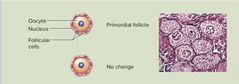 Ovocītus I embrionālajās šūnās apņem folikulārās šunas, kuras veido embrionālo folikulu.
Pubertātē embrionālie folikuli ( plakani) pamazām transformējas par primāriem folikuliem, kuriem ir kubveida forma.