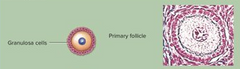 Primāros folikulus veido ovocīts I un folikulārās šūnas. Primārie folikuli ir embrionālo folikulu pēcteči. Vidū atrodas ovocīts I ar kodolu, citoplazmu, plazmatisko membrānu. Tam apkārt ir caurspīdīgā zona, kuru apņem viens folik...