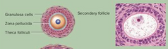 - augot primārajam folikulam izveidojas sekundārais folikuls
- galvenā atšķirība- granulozo šūnu skaits, veidojas dobums ar folikulāro šķīdumu
- ovocītu joprojām apņem caurspīdīgā zona
-Apkārt šunai sastājas atbalsta jeb techa...