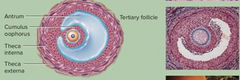 - nobriestot sekundārajam folikulam izveidojas nobriedis folikuls
- ovocītu apņem caurspīdīgā zona
-tam ir izteiktas iezīmes
- diferencējas folikulāro šūnu slāņi, starainais vainags apņem caurspīdīgo zonu, bet pārējās folikulār...