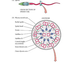 Mikrotubuļi attiecībā 9:2
Distālā centriola pagarinas un spiež plazmatisko membrānu uz leju, asti apņems arī citoplazma un plazmatiskā membrāna
Mitohondriji == enerģijas avots astes kustināšanai, sastājas spirāles veidā kakliņā.