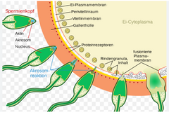 1.Akrosomas eksocitoze- spermatozoīda galvas akrosomas vezikula atbrīvo hidrolāzes, kuras šķeļ staru vainagu
2. Pēc staru vainaga šķelšanas uz spermatozoīda galvas esošie proteinī- galaktotransferāzes var piekļūt uz caurspīdīgās...