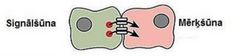 Saista šūnas ar fizisko kontaktu, notiek tieša jonu un mazu molekulu pārnese starp balkus esošām šūnām. Nav vajadzīgs receptors. Transports saistīts ar jonu/ molekulu koncentrācijas izmaiņām.