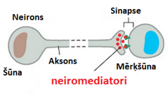 Signālšūnas (neirona) atbrīvotās ķīmiskās signāls (neiromediators) tiek atbrīvots no šūnas ar aksona izaugumu. Signālmolekula atbrīvojas tuvu mērķšūnai (sinapsei)
Piemērs: muskuļu šūnas