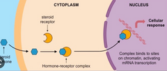 Saistas ar intracelluāriem receprotiem, spēj šķērsot plazmatiskās membrānas lipīdu dubultslāni. Hormoni sķērso plazmantisko membrānu, citoplazmā esošie receptori ir neaktīvi ( tie ir saistīti ar citu proteīnu) , saistoties ar hrom...