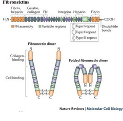 Proteīni ar pievienotām cukura molekulām
A. Fibrionektīni- daudzdomēnu (daudz funkcionālo vienību) glikoproteīns, kuru veido divi polipeptīdi savienoti ar disulfīdu astēm. Ir svarīgs šūnu mijiedarbībā ar ekstracelluāro matriksu, s...