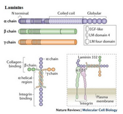 

B. Laminīns- mijiedarbojas ar šūnas virsmas receptoriem. Liela glikoproteīnu saime. Primāri saista epitēlijšūnas ar bazālo membrānu, arī integrīniem. Ir aktīvie domēni, augšējā daļa saistas ar kolagēnu, apakšējā ar integ...