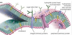 1. Integrētie membrānas proteīni- pilnīgi šķērso fosfolipīdu dubultslāni, uz āršūnas vidi vērstie ir hidrofili un spēj mijiedarboties ar citām molekulām. Membrānu šķēršojošus domēnus veido hidrofobas amnioskābes, parasti al...