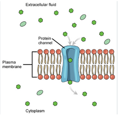 Pārnesējproteīnu
--Saista transportējamo savienojumu membrānas vienā pusē. sauc par pārnesēj permiāzēm, transportieriem.
--Visi ir transmembrionalie proteīni ar vairākiem membrānu šķēršojošajiem segmentiem, kas ir alfa spirāles...