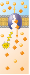 --Pārnese pretēji elektroķimiskajam gradientam
--Jonu sūknis nodrošina jonu gradienta abpus plazmatiskajai membrānai. ATF darbinātie sūkņi ir ATF āzes, kuras izmanto ATF hidrolīzes enerģiju. ATF āze ir proteīns. Transortu veic transm...