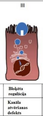 --CFTR proteīna
transportēšanu līdz tā galīgajai lokalizācijai
plazmas membrānā nodrošina no goldži kompleksa noriesošās sekretorās vezikulas vezikulārais transports. 
--Proteīns, saplūstot membrānām, paliek
integrēts plazm...