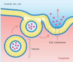 --pārnes molekulas no goldži aparāta uz šūnas virsmu
--transports ir neselektīvs un notiek nepārtrukti
--goldži vezikulas saskaroties ar plazmatisko membrānu atbrīvo prteīnus ekstracelluārajā telpā.