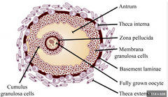 1. Granulozās šūnas- atrodas vidū, sekretē estrogēnus un progestoronu, reaģē uz hormoniem, sekretē augšanas faktorus
2. Theca šūnas- saistaudu šūnas, iekšējās producē androgēnus un progestoronus un ārējās darbojas kā musku