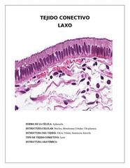 Tejido conectivo laxo (Tejido de los adultos)
Tiene:
-Fibroblastos
-Fibras de colágeno
-Eosinofilos