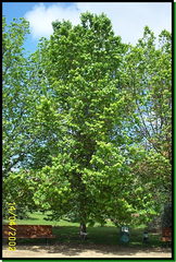 Ulmus pumila