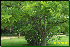 Sophora japonica