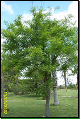 Acacia del Japón	Fabaceae