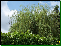 Salix babylonica