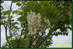 Robinia pseudoacacia