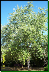 Alamo blanco	Salicaceae