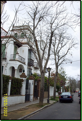 Paulownia tomentosa