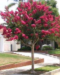 Árbol de Júpiter	Lythraceae