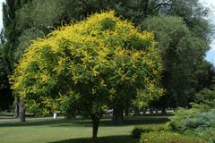 Koelreuteria paniculata