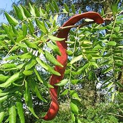 Gleditsia triacanthos