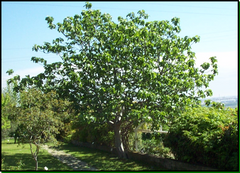 Ficus carica