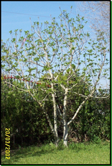 Higuera	Moraceae