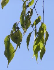 Almez	Cannabaceae
