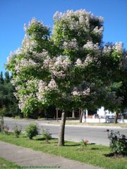 Catalpa catalpa