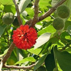 Broussonetia papyrifera