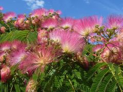 Albizia julibrissin