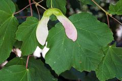 Arce	Sapindaceae