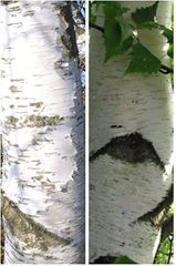 Betula pendula