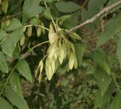 Fresno de hoja estrecha