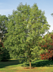 Fraxinus angustifolia

Oleaceae