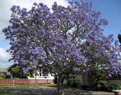 Jacaranda