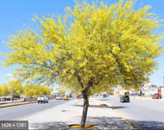 Palo verde, parkinsonia