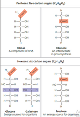 1)Deoxygenation
(Removal of O at 2nd Carbon) of ribose produce deoxyribose.

2)Modified Sugars are also called as : Derived Sugars
ex. Ribose & deoxyribose, glucoronic acid,glucosamine,mannitol.