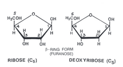   1)Deoxygenation(Removal of O at 2nd Carbon) of ribose produce deoxyribose.  