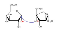 ▶A glycosidic bond forms by a condensation reaction, which means that one water molecule is produced during formation of a glycoside. (Dehydration Synthesis)The reverse reaction, the breakage of a glycosidic bond, is a hydrolysis reaction. One...