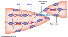 Båda typer? (Multi i alla fall) 
- Aktin och myosin i ett annat mönster än skelettmuskulatur
- Vid kontraktion kortare och ngt vridet
- Dense bodies ingår i cell-skelettet där aktin fäster


