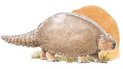 prehistoric armadillo