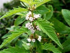 Propriétés du lycope/chanvre d'eau ?