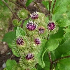 Quelle est cette plante ?